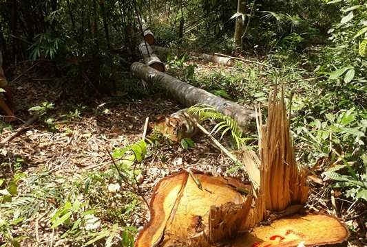 Liên tiếp xảy ra phá rừng nghiêm trọng ở Nghệ An: Cần làm rõ trách nhiệm của ngành Kiểm lâm