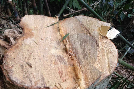 Thanh Hóa: Ai tiếp tay cho "lâm tặc" phá rừng ở Xuân Chinh?