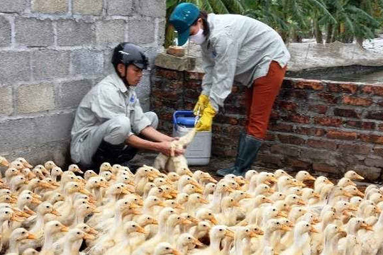 Quảng Ngãi: Tập trung phòng chống và dập dịch cúm gia cầm tại huyện Tư Nghĩa