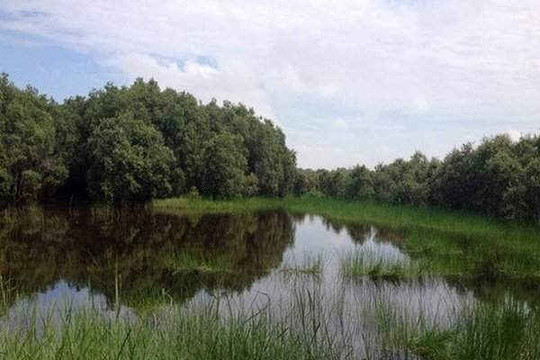 Long An: Thành lập rừng đặc dụng Khu Bảo tồn Đất ngập nước Láng Sen