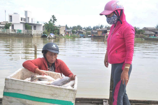 Thuận An (Thừa Thiên Huế): Cá bất ngờ chết hàng loạt, nghi do môi trường nước thay đổi