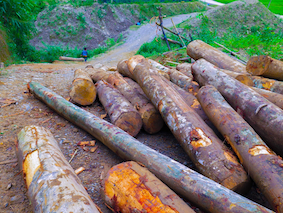 Lào Cai: Chỉ đạo làm rõ, xử lý nghiêm vụ lâm tặc chặt phá trái phép rừng phòng hộ đầu nguồn Nậm Tha
