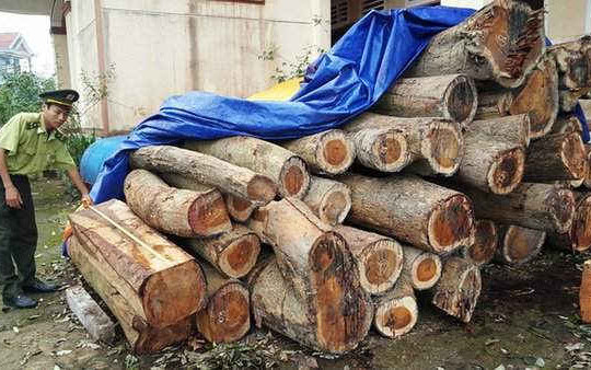 Quảng Trị: Lâm tặc đột nhập rừng thiêng đốn hạ 5 cây gỗ quý