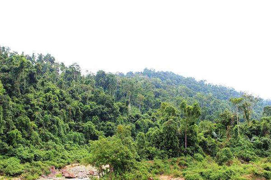 Bình Định: Thanh tra, kiểm tra việc thực hiện chính sách giao khoán bảo vệ rừng
