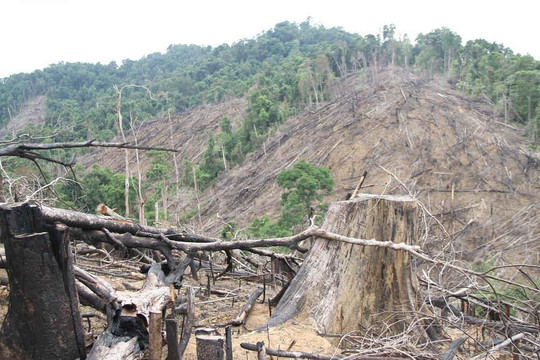 Quảng Nam: Kỷ luật cảnh cáo Bí thư, Chủ tịch xã liên quan đến vụ phá rừng tại huyện Tiên Phước