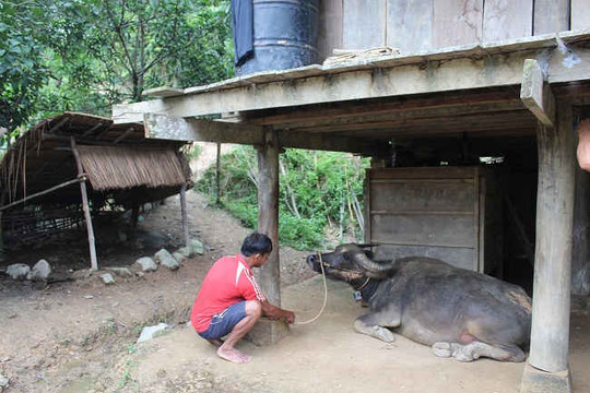 Điện Biên: Chủ động chống rét cho gia súc vùng núi cao
