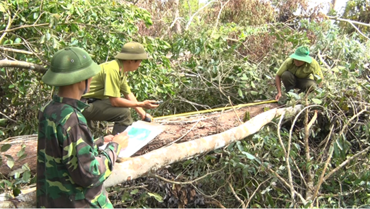 Đắk Nông:  Bão số 12 tàn phá nhiều diện tích rừng tại Khu bảo tồn thiên nhiên Nâm Nung