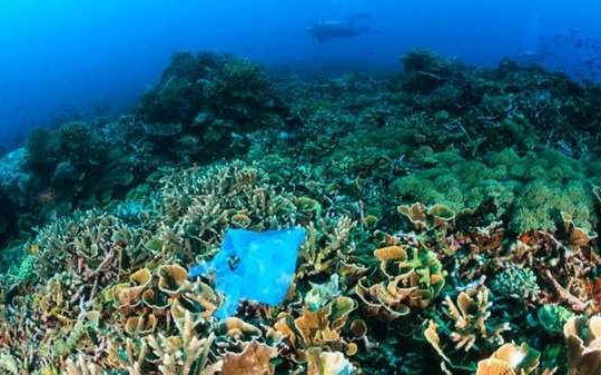 LHQ cam kết ngăn chặn rác thải chất dẻo trên đại dương