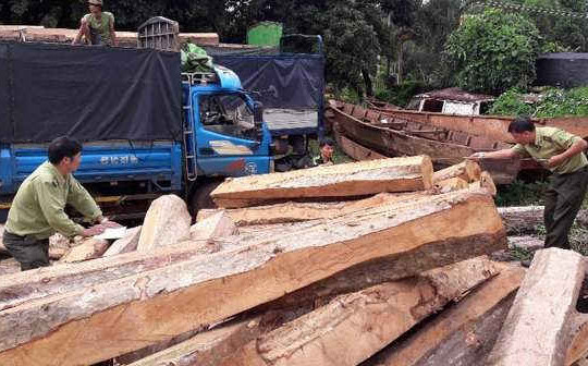 Quảng Ngãi: Vận chuyển gỗ trái phép bị phạt 45 triệu đồng