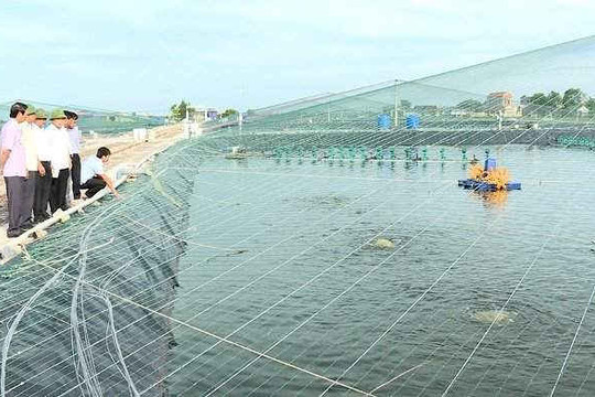 Kim Sơn (Ninh Bình): Phát triển nghề nuôi trồng thủy sản trong điều kiện BĐKH