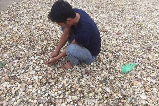 Kiến Thụy - Hải Phòng: Ngư dân nuôi ngao ‘kêu cứu’ vì nạn khai thác cát
