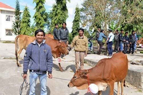 Nông dân nghèo ở Lâm Đồng được tặng bò để sản xuất