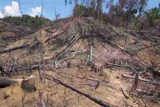 Quảng Nam khởi tố vụ phá rừng phòng hộ ở Tiên Phước