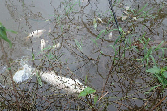 Vụ cá chết ở sông chợ Hôm: Nước thải bất thường xả ra từ khu công nghiệp