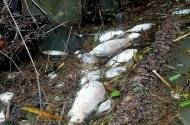 Quảng Ngãi: Cá chết hàng loạt trên sông Bàu Giang