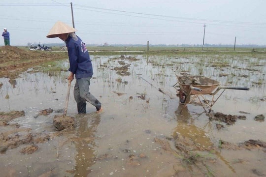 Quảng Điền (Thừa Thiên Huế): Cát bồi lấp ruộng, dân gieo sạ khó khăn