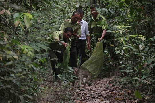 Bắc Giang: 28 cá thể động vật rừng quý, hiếm được chuyển giao, cứu hộ, bảo tồn trong năm 2017