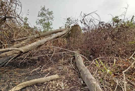 Quỳnh Lưu (Nghệ An): Cần ngăn chặn phá rừng tự nhiên ở Tân Sơn