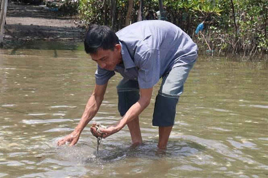 Kiên Giang: Xuất hiện tảo lam ở vùng biển Kiên Lương