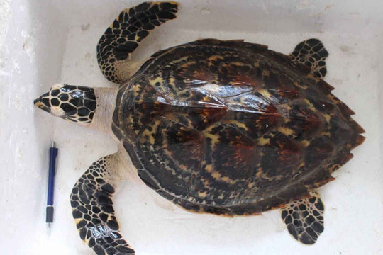 Thả cá thể rùa quý hiếm nặng 5,5kg về với biển