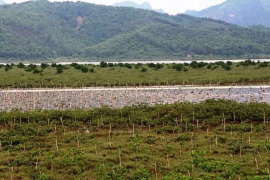 Quảng Ninh: Bảo vệ rừng ven biển, ứng phó với biến đổi khí hậu