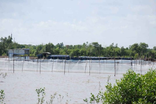 Phú Tân (Cà Mau): Dân bơm đất bùn thẳng ra sông rạch để nuôi sò