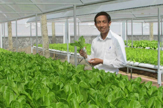 Đà Nẵng: Thu tiền tỷ từ vườn rau thủy canh công nghệ cao