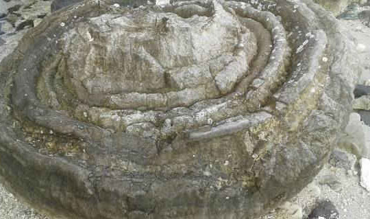 Quảng Ngãi:  Bảo tồn khẩn cấp di sản “Nghĩa địa” hóa thạch san hô hình cối xay