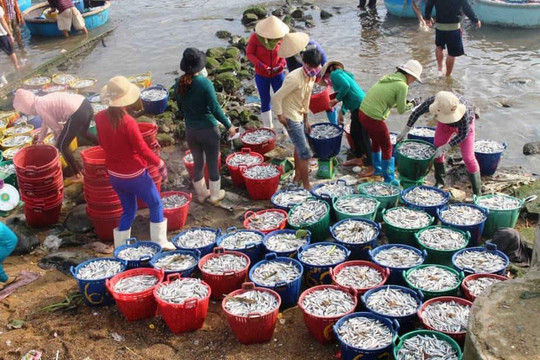 Ngư dân Quảng Ngãi trúng đậm mùa cá cơm chuyến biển đầu năm