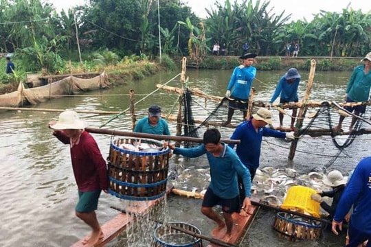 ĐBSCL: Giá cá tra cao nhiều hộ nuôi thu lãi tiền tỉ