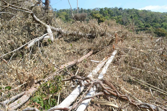 Đắk Nông: Bắt 5 đối tượng liên quan đến vụ phá gần 15 hecta rừng tại xã Quảng Sơn