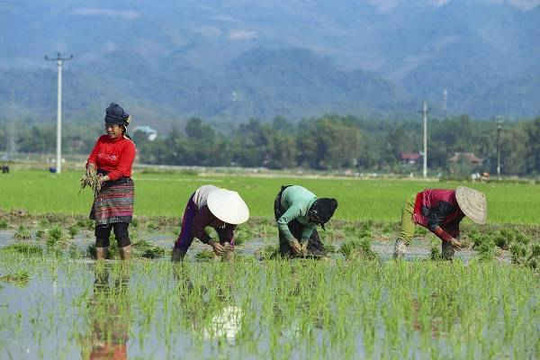 Điện Biên: Trên 200 ha lúa đông xuân bị ảnh hưởng do rét đậm, rét hại