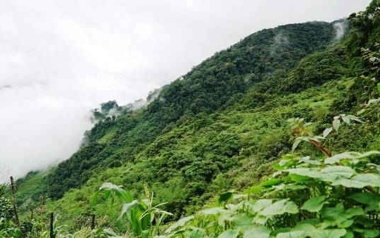 Quảng Nam: Ban hành Quy định cho thuê môi trường rừng