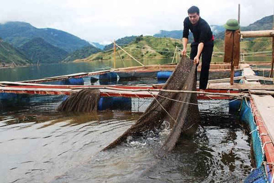 Nậm Nhùn - Lai Châu: Phát triển mô hình nuôi cá lồng trên lòng hồ thủy điện