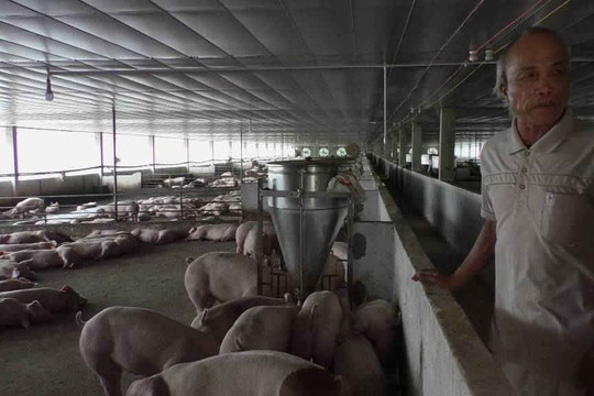 Đại Lộc (Quảng Nam): Một trang trại nuôi heo “chui” quy mô lớn ngay cạnh QL14B