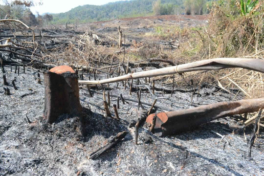 Vụ phá gần 15 hecta rừng Đắk Nông: Chủ rừng không nắm được ranh giới lâm phần mình quản lý?