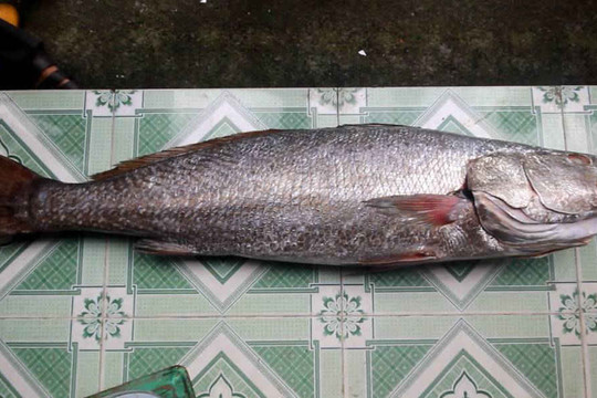 Ngư dân Quảng Nam câu được cá lạ nghi là cá sủ vàng quý hiếm