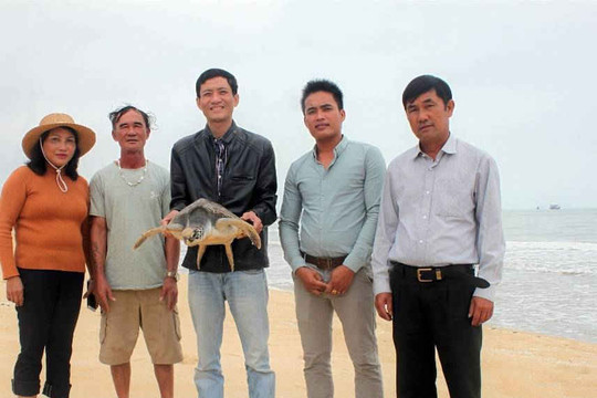 Thả rùa biển quý hiếm nặng 12 kg trở về môi trường tự nhiên