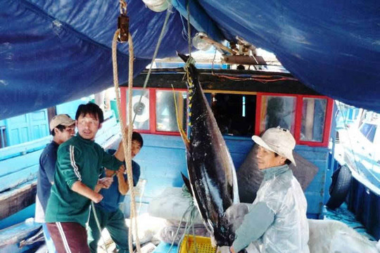 Bình Định: Một ngư dân tử vong giữa biển khơi