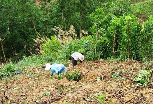 Gia hạn thời gian thực hiện phương án giao rừng gắn với giao đất huyện Trà Bồng