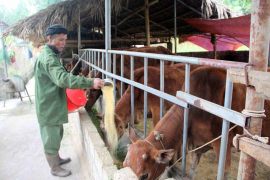 Thái Nguyên: Người nghèo huyện Định Hóa đã nhận được tiền và cám hỗ trợ nuôi bò dự án bị bệnh