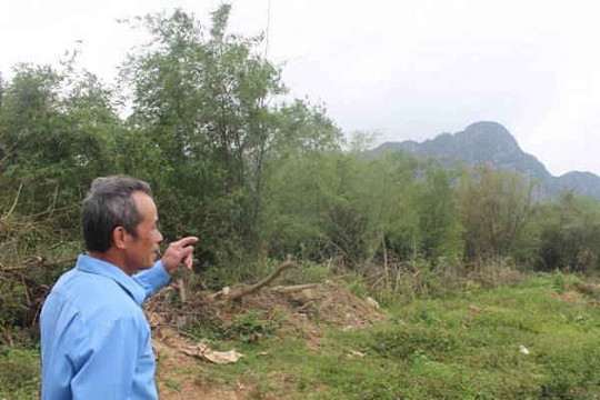 Quảng Bình: Dân vùng lũ trồng tre ngăn sạt lở giữ làng