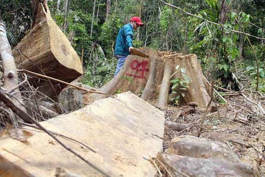 “Lâm tặc” băm nát rừng phòng hộ ở Đông Giang