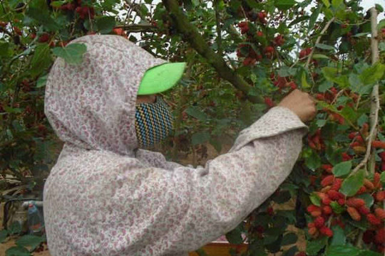 Hà Nội: Đỏ rực những vườn dâu chín rộ vào vụ thu hoạch