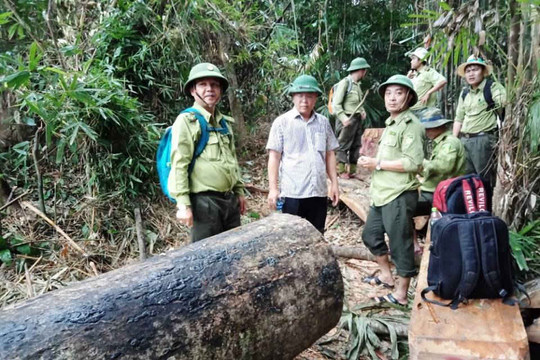 Đình chỉ công tác 6 cán bộ kiểm lâm để mất rừng ở Quảng Nam