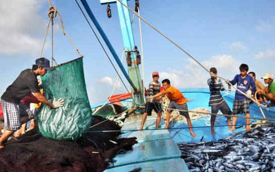 Con số giật mình: 83 loài hải sản biến mất khỏi vùng biển Việt Nam