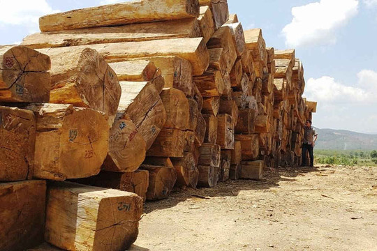 Kon Tum: Kết hợp vận chuyển gỗ tang vật, kéo thêm hơn 84 m3 gỗ không rõ nguồn gốc