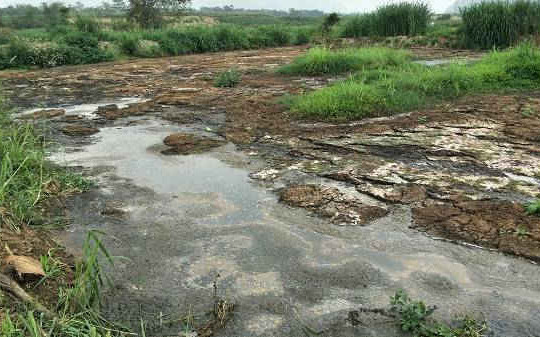 Xưởng sản xuất tinh bột dong và sắn xả thải ra sông Chu: Đình chỉ hoạt động và khắc phục ô nhiễm