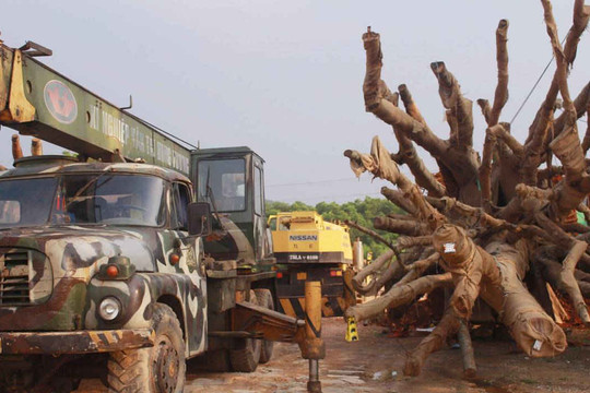 Vụ 3 cây “khủng”: Phạt chủ sở hữu 750.000 đồng, cho vận chuyển cây ra Hà Nội
