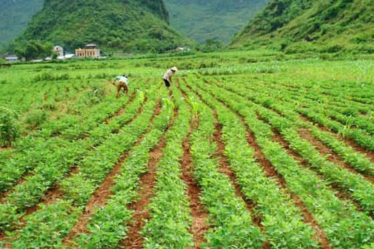 Đất thuê trả tiền hàng năm có được bồi thường không?